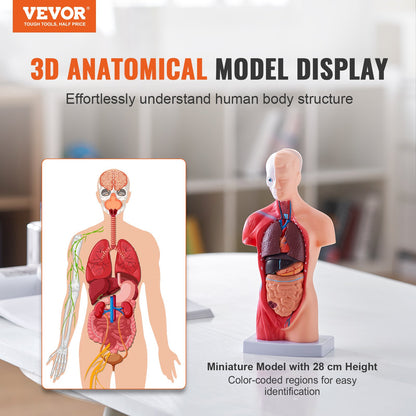 Human Body Model, 15 Parts 11 inch, Human Torso Anatomy Model Anatomical Skeleton Model with Removable Organs, Educational Teaching Tool for Students Science Learning School Education Display