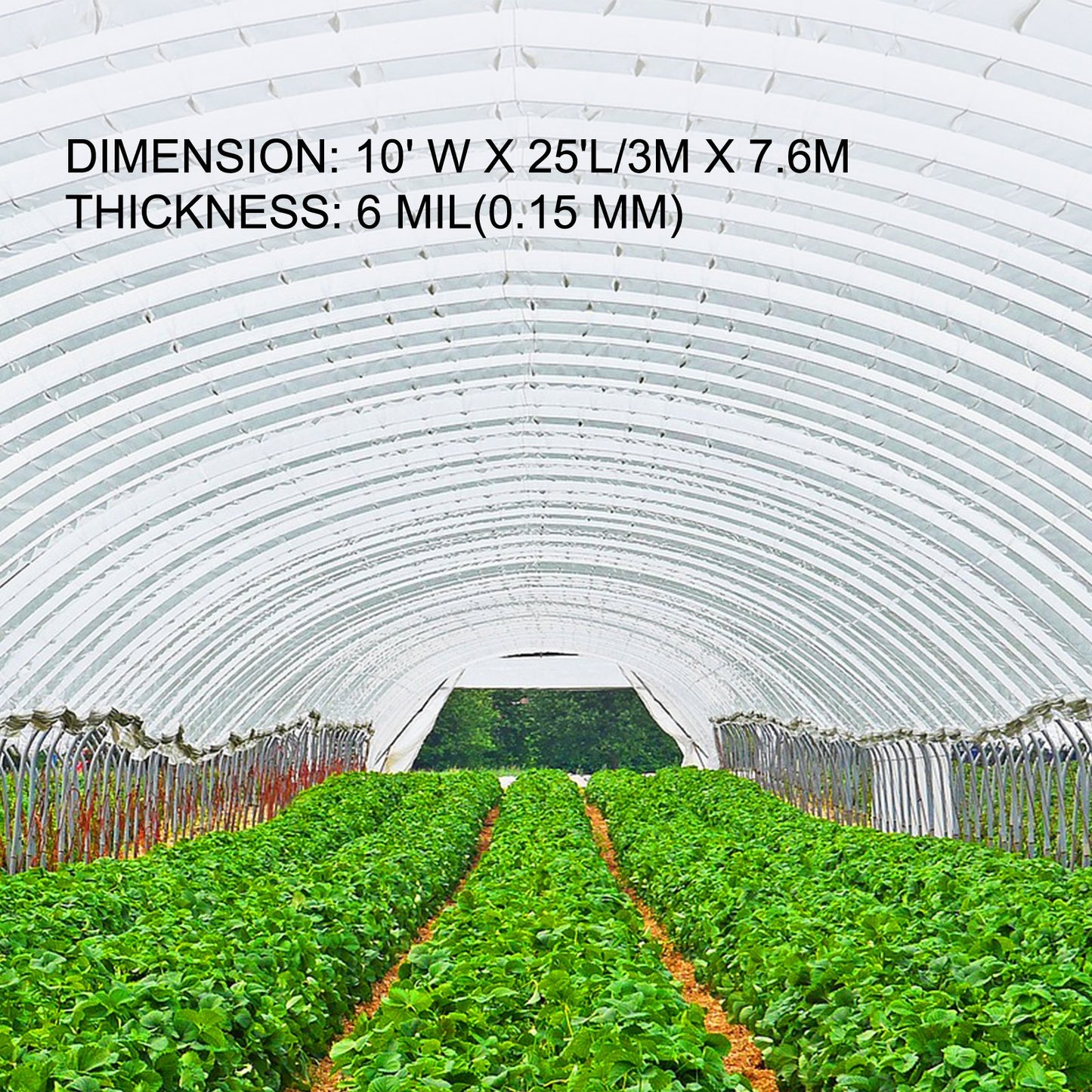 Greenhouse Film 304.8 x 762 cm,Greenhouse Polyethylene Film 0.1524 mm Thickness, Greenhouse Plastic Greenhouse Clear Plastic Film UV Resistant, Polyethylene Film Keep Warming, Superior Strength Toughness